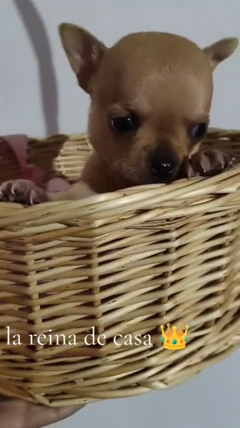 Chihuahua perros en venta: Chihuhua cabeza de manzana - Video 1
