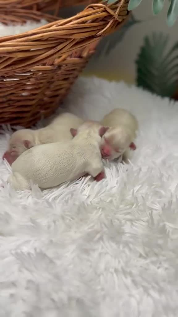 Maltipoo perros en venta: MALTIPOO  - Video 3