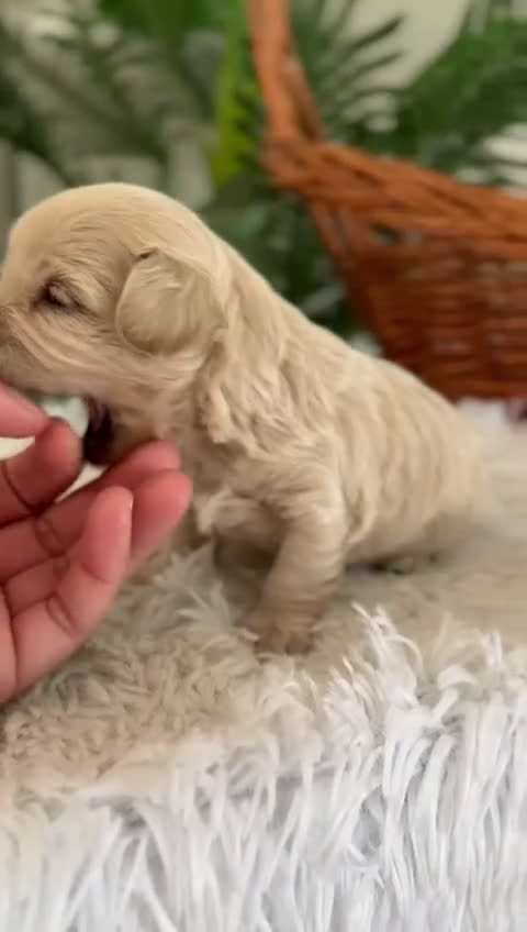 Maltipoo perros en venta: MALTIPOO MACHO - Video 2