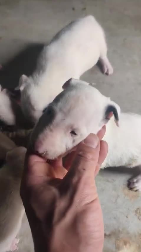 Bull Terrier perros en venta: Bull Terrier  - Video 1