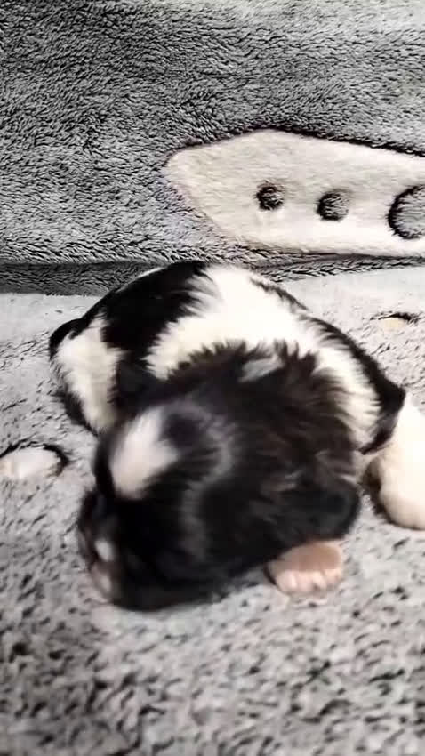 Shih Tzu perros en venta: Shih tzu  - Video 2