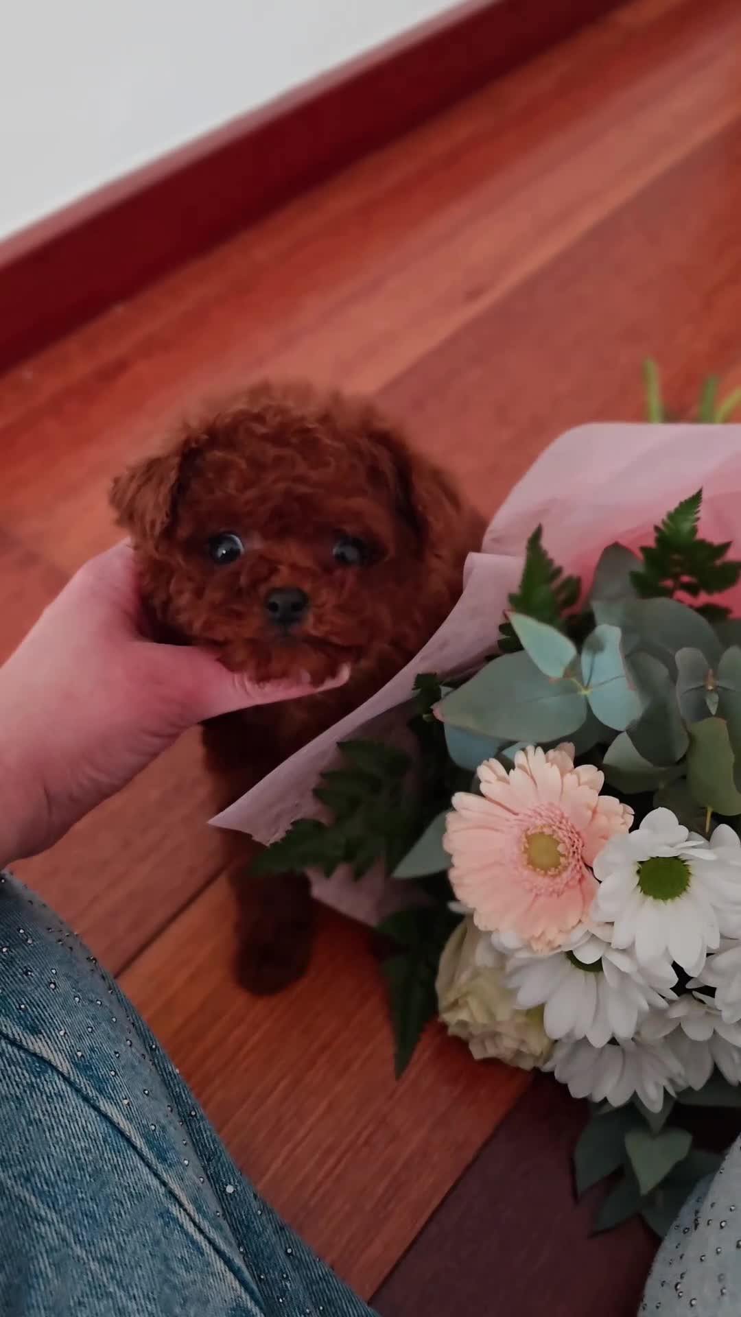 Caniche Toy perros en venta: Caniche Toy hembra rojo oscuro Líneas asiáticas   - Video 3