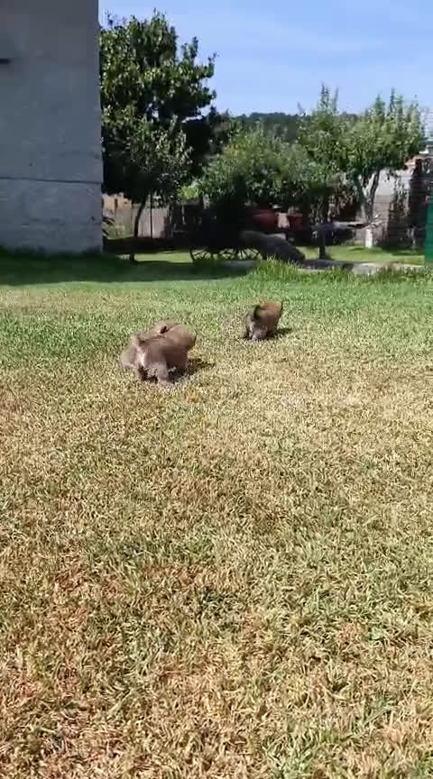 Shiba Inu perros en venta: Shiba Inu Galicia - Video 4