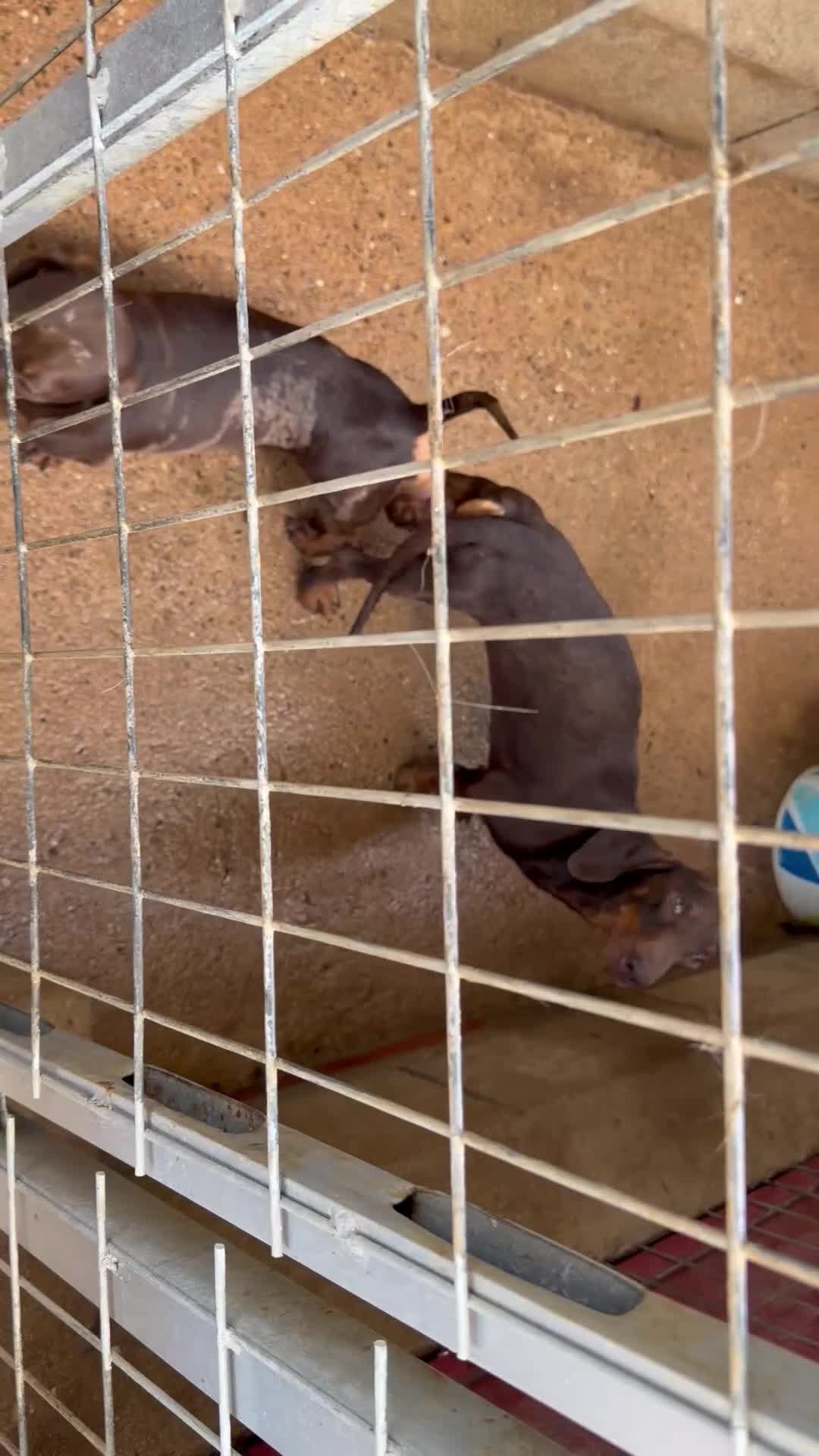 Labrador Retriever perros en venta: Cachorros de Labrador chocolate  - Video 1