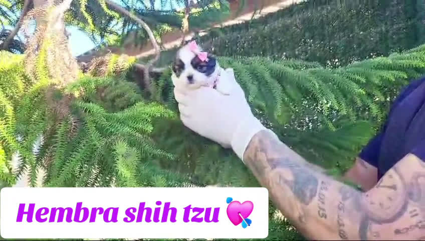 Shih Tzu perros en venta: Cachorritos de shihtzu preciosos!! en Valencia - Video 3