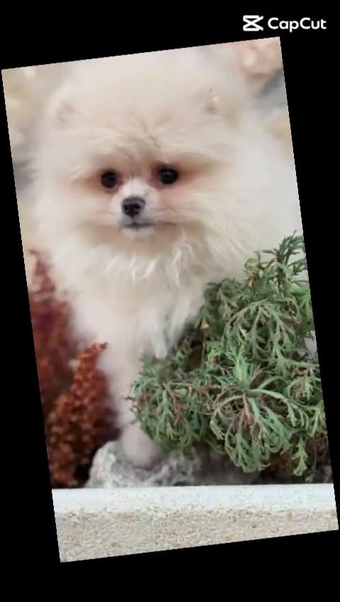 Pomerania perros en venta: Pomerania hembra y macho !!! - Video 2