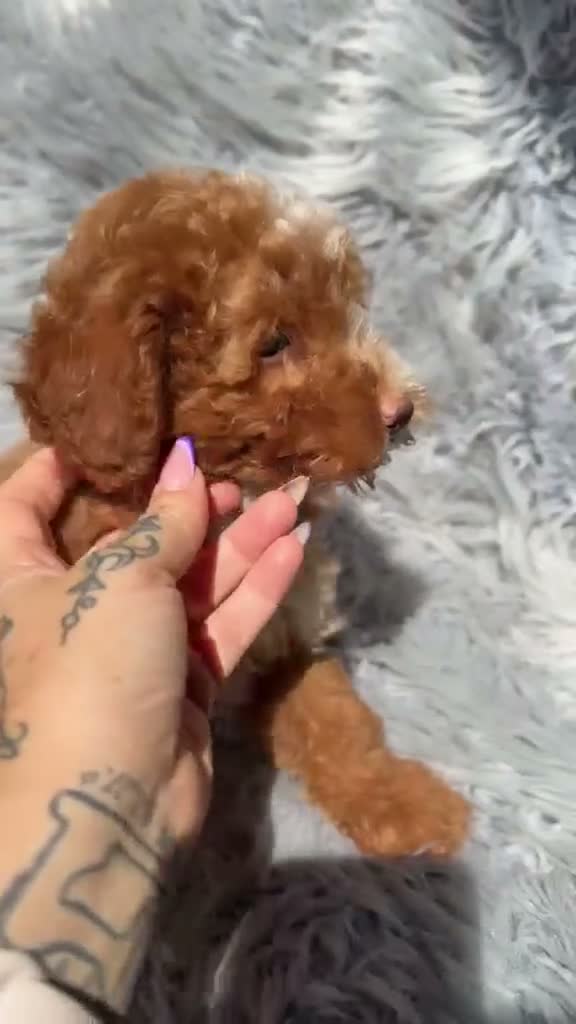 Maltipoo perros en venta: Preciosos maltipoo - Video 1