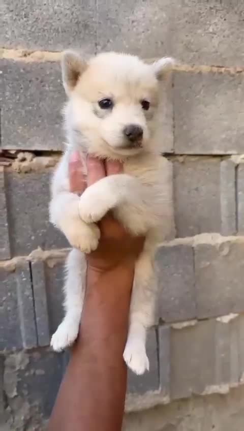 Husky Siberiano perros en venta: Disponible huskys de Calidad  - Video 1