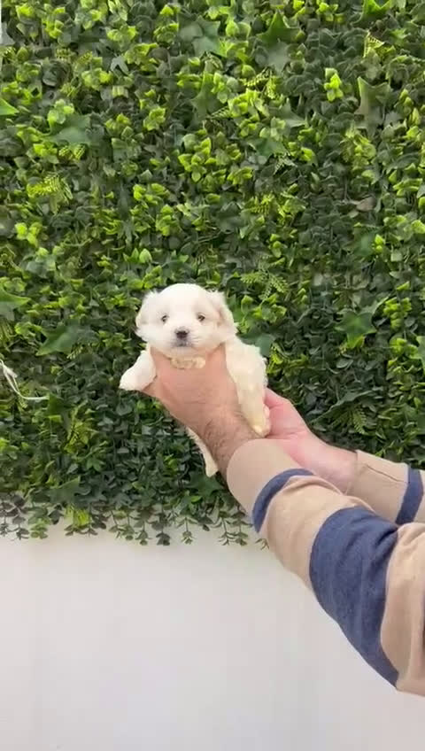 Bichón Maltés perros en venta: Hembra Bichon Maltes toy linea americana  - Video 1