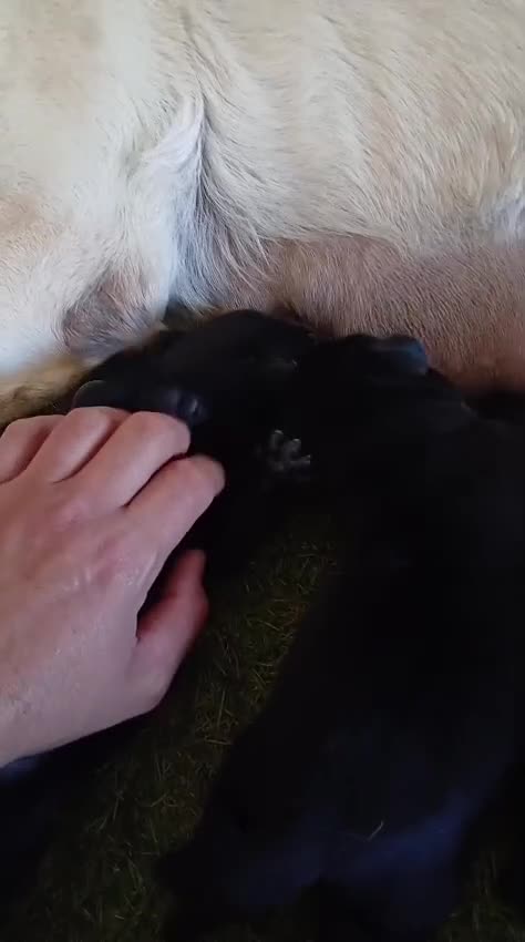 Labrador Retriever perros en venta: Cachorros labrador  negro con pedigree  - Video 1