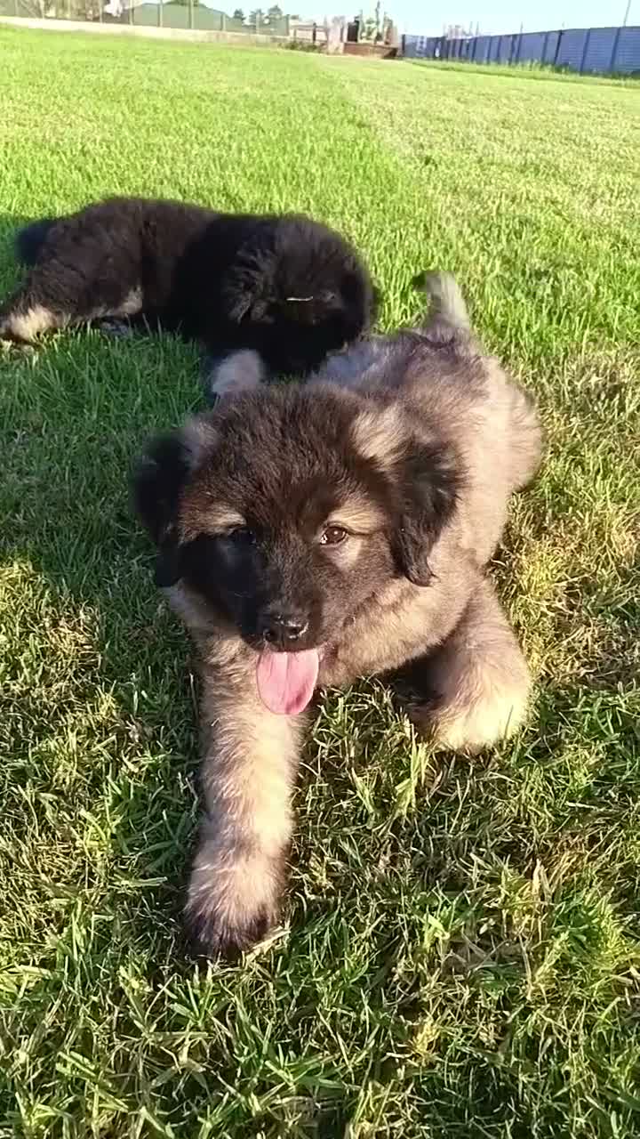 Pastor del Cáucaso perros en venta: Cachorra pastor del caucaso - Video 1