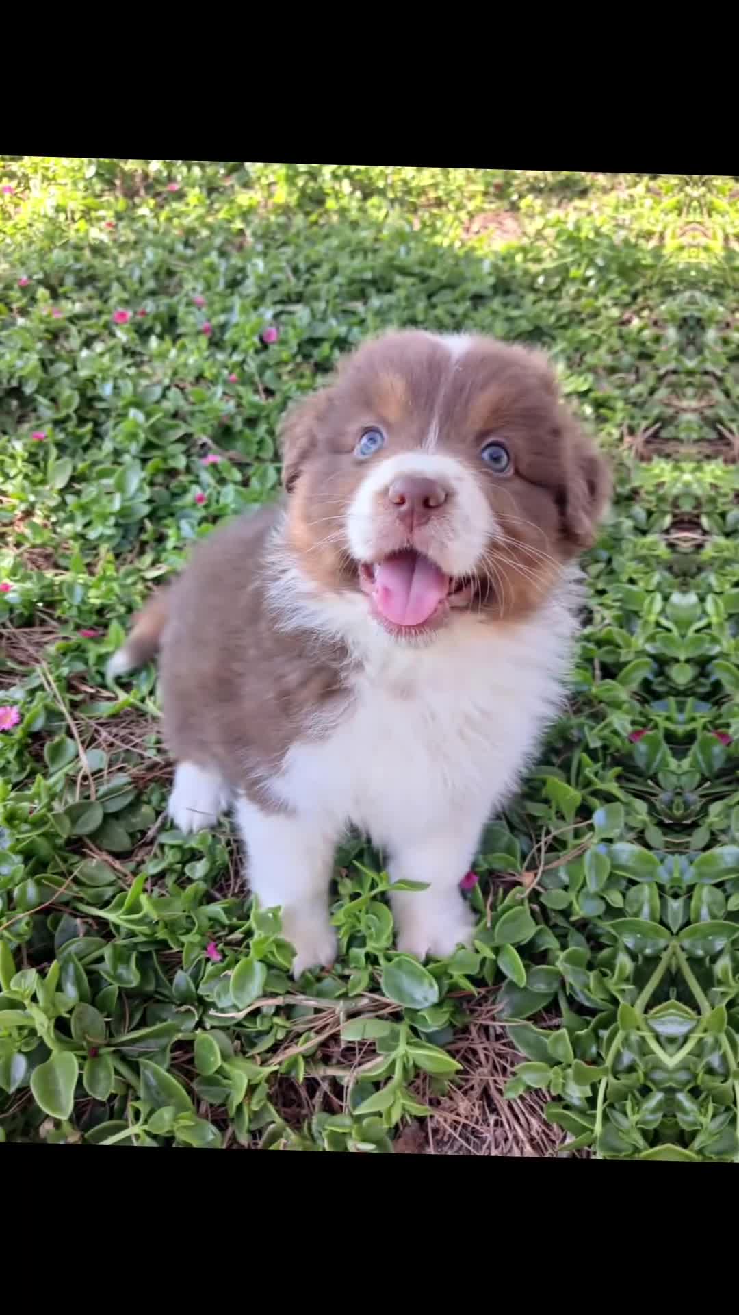 Pastor Australiano perros en venta: PASTOR AUSTRALIANO  - Video 2