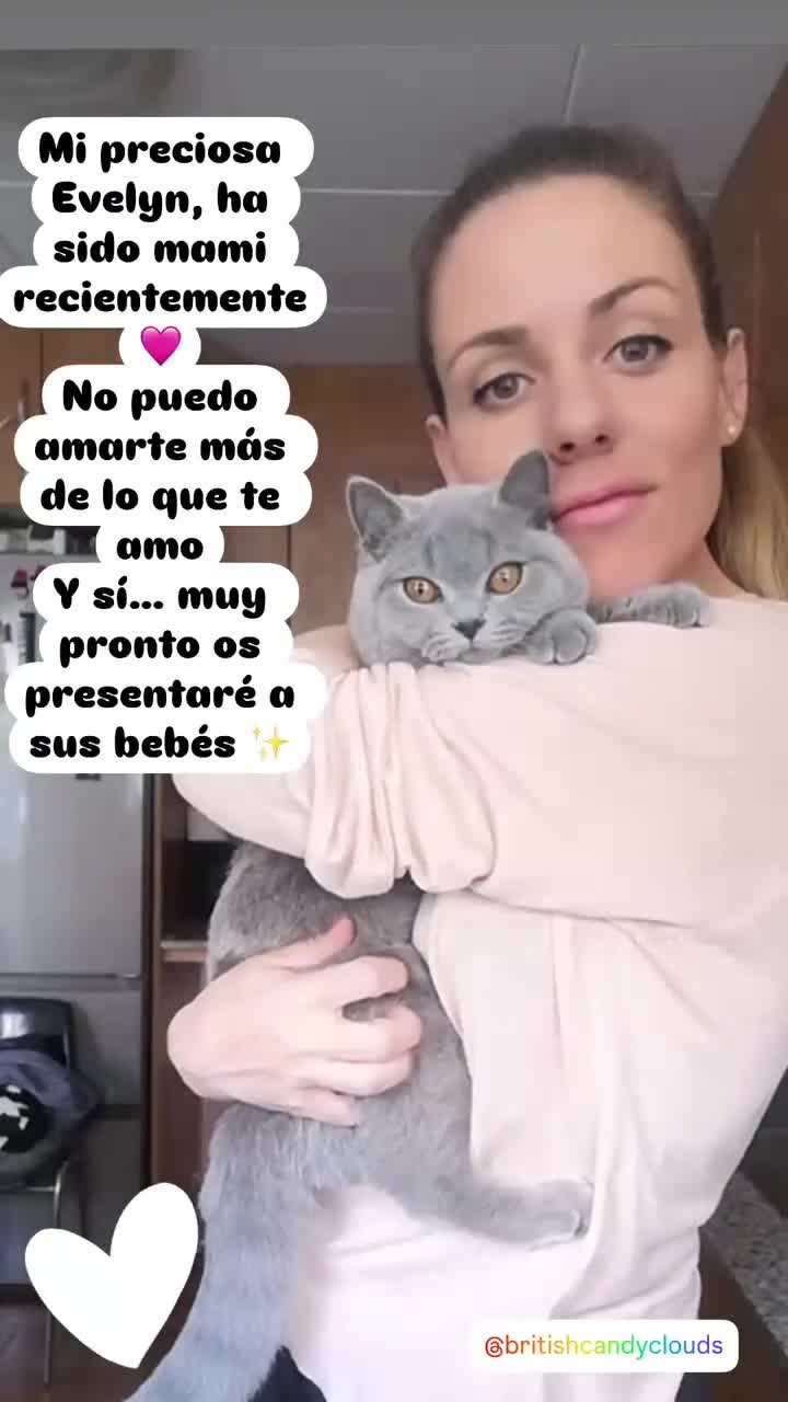 Británico de Pelo Corto gatos en venta: Nueva camada de British Blue Disponible 😻❤️ - Video 1
