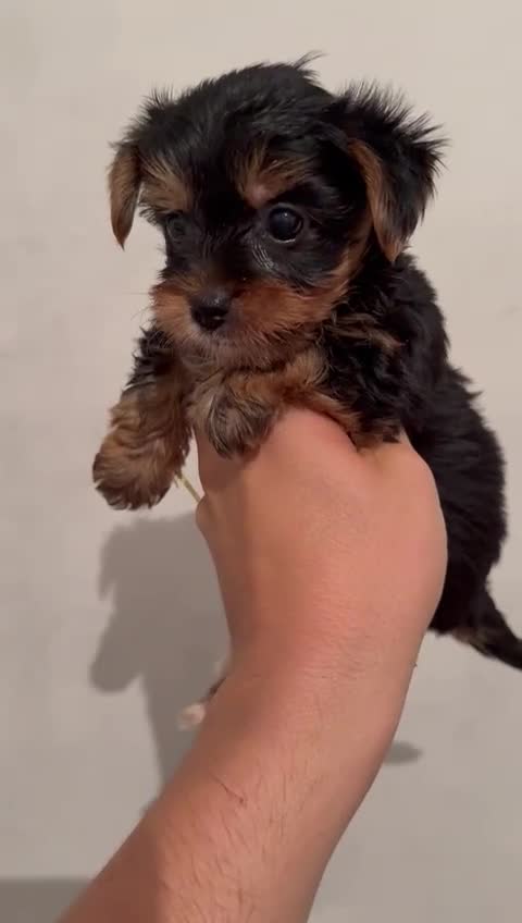 Yorkshire Terrier perros en venta: Yorkshire toy - Video 1