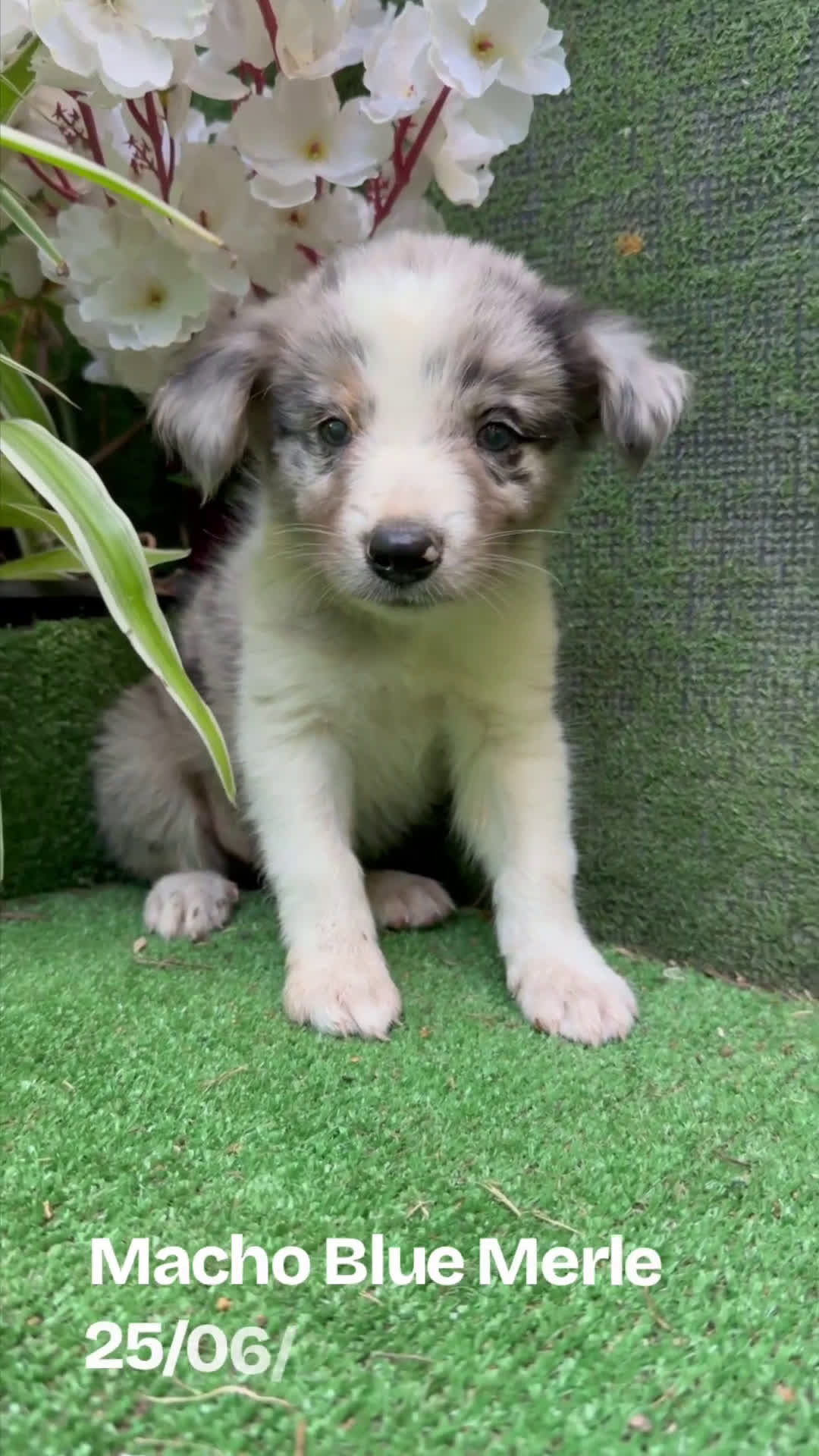 Border Collie perros en venta: BORDER COLLIE DE VILLA BIZNAGA - Video 2