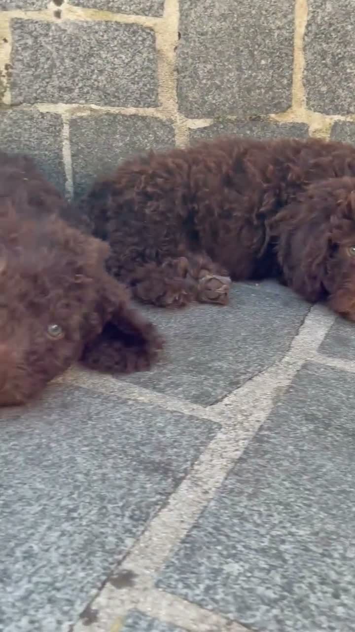 Perro de Agua Español perros en venta: Disponible perro agua  - Video 1
