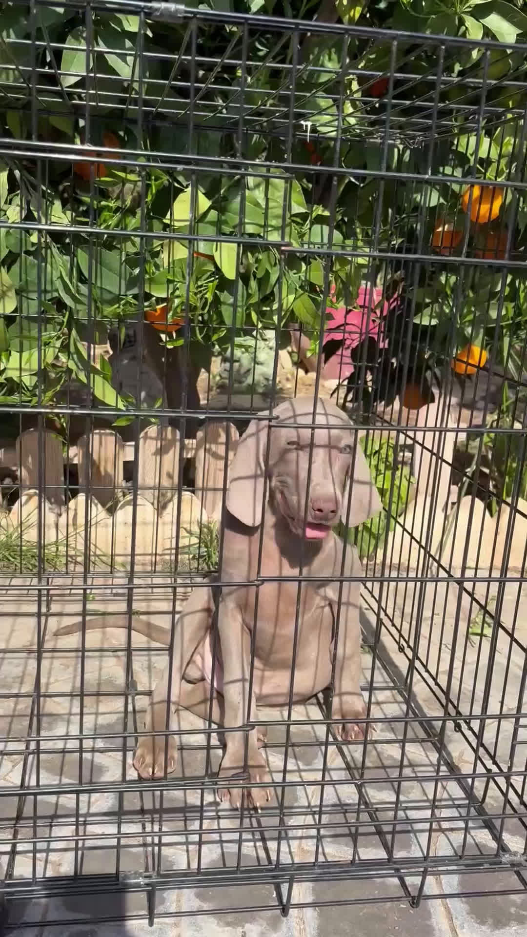 Weimaraner perros en venta: Bracos de Weimar  - Video 1