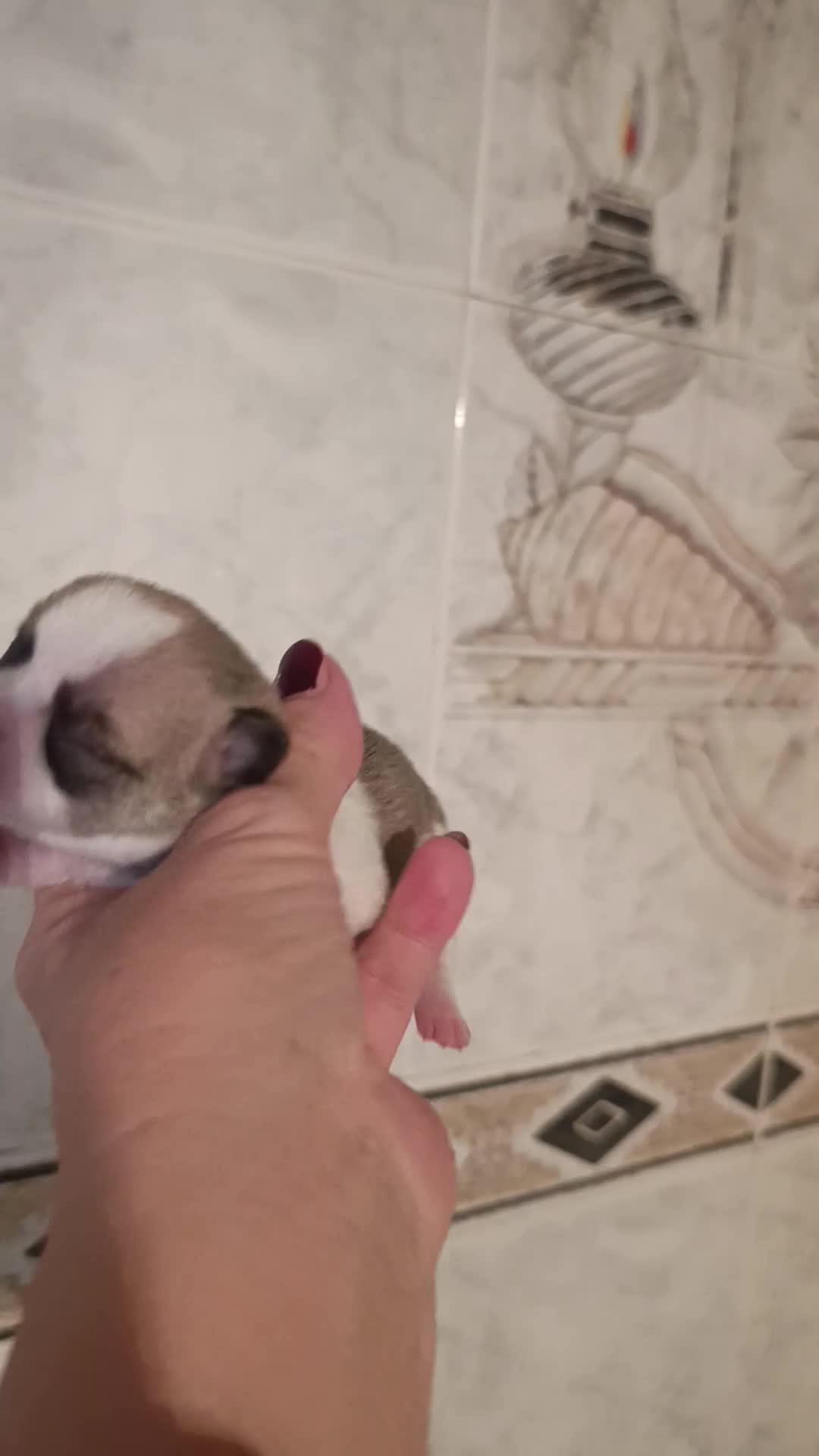 Chihuahua perros en venta: CHIHUAHUAS MICRO TOYS EXCLUSIVOS  - Video 1