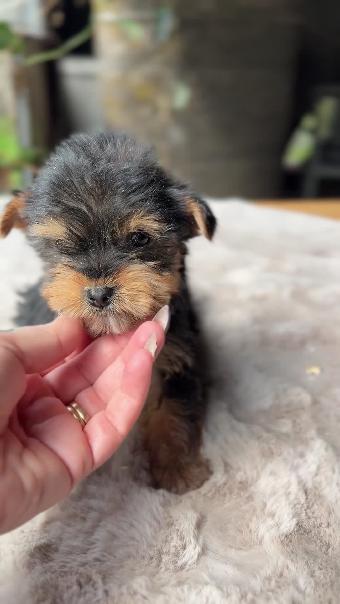 Yorkshire Terrier perros en venta: Yorkshire Minitoy  - Video 1