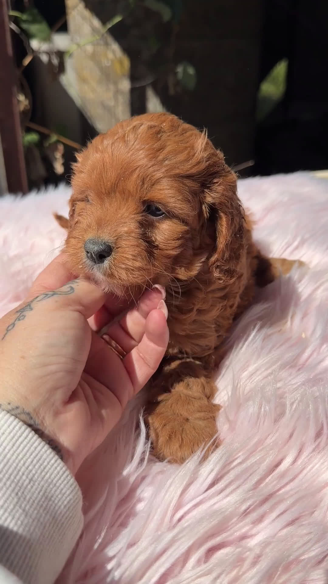 Cavapoo perros en venta: Cavapoo rojo  - Video 1