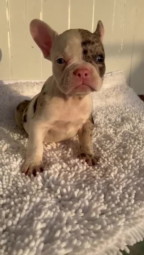 Bulldog Francés perros en venta: Bulldog francés  - Video 1