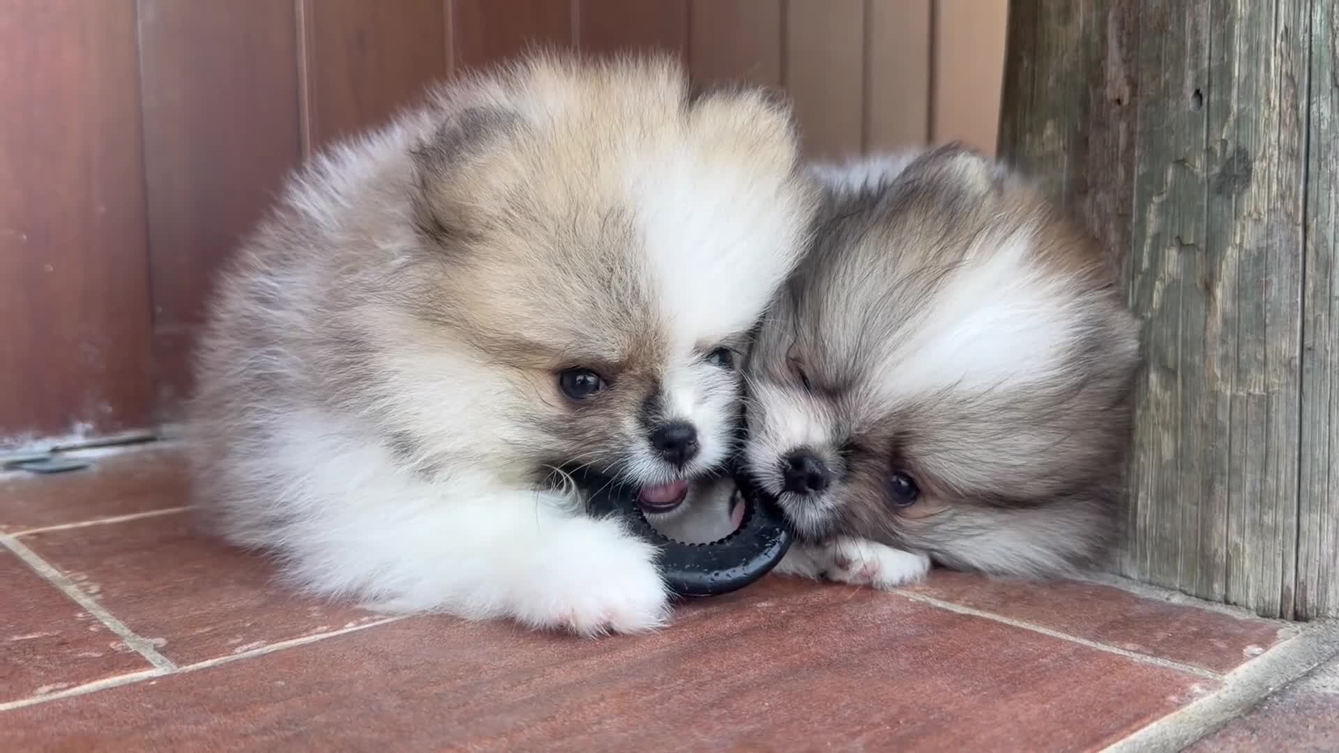 Pomerania perros en venta: Alta selección de Pomeranias  - Video 1