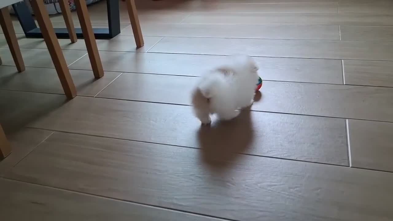 Pomerania perros en venta: Lulu de Pomerania Mini Parti color - Video 2