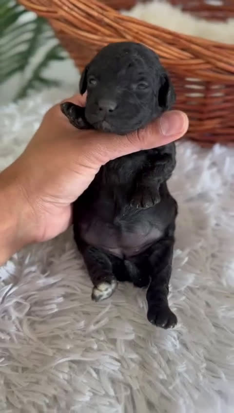 Caniche Toy perros en venta: CANICHE TOY HEMBRA - Video 1