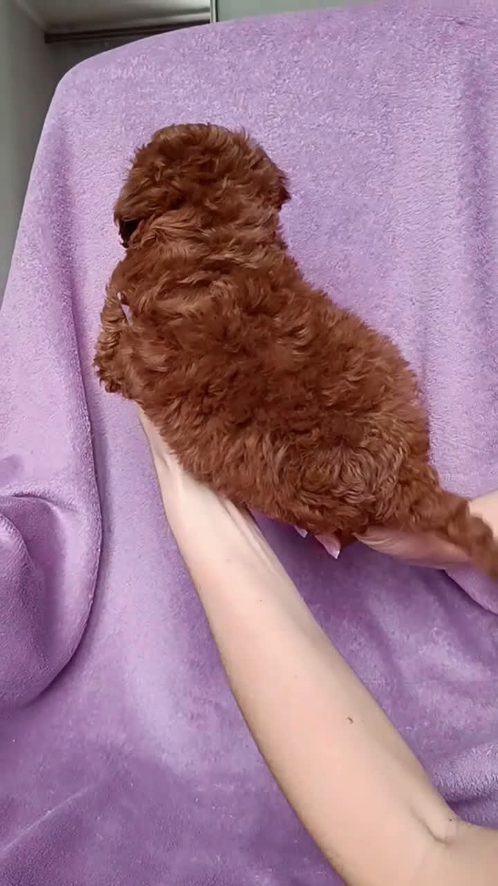 Caniche Toy perros en venta: caniche asiático chato pequeño  - Video 1