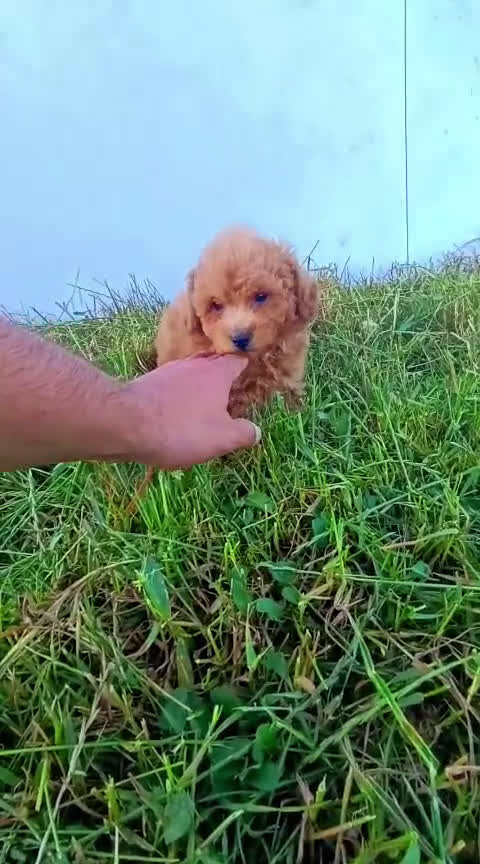 Caniche Enano perros en venta: Preciosa camada de Caniche enanos en Granada - Video 4