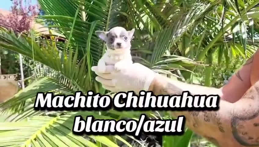Chihuahua perros en venta: Chihuahuas espectaculares - Video 2