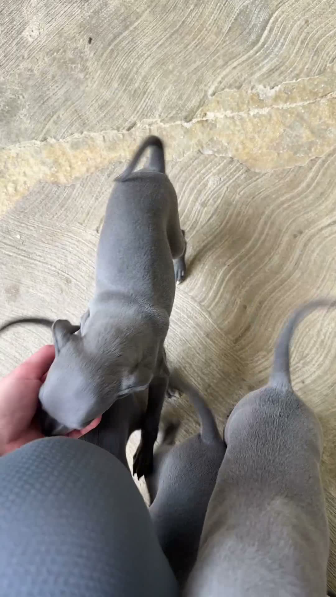 Pequeño Lebrel Italiano perros en venta: CACHORROS DE PICCOLO LEBREL ITALIANO  - Video 1
