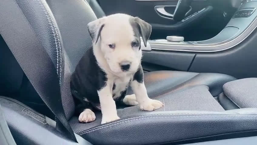 American Staffordshire-Terrier perros en venta: Estanford  - Video 1
