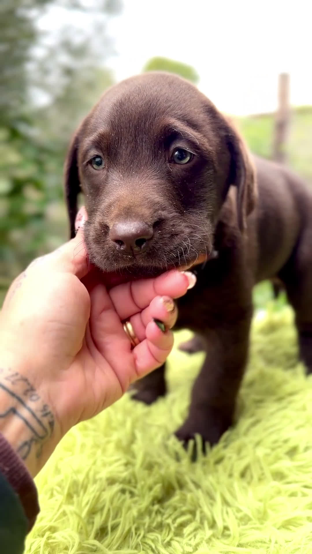 Labrador Retriever perros en venta: Labrador chocolate  - Video 1
