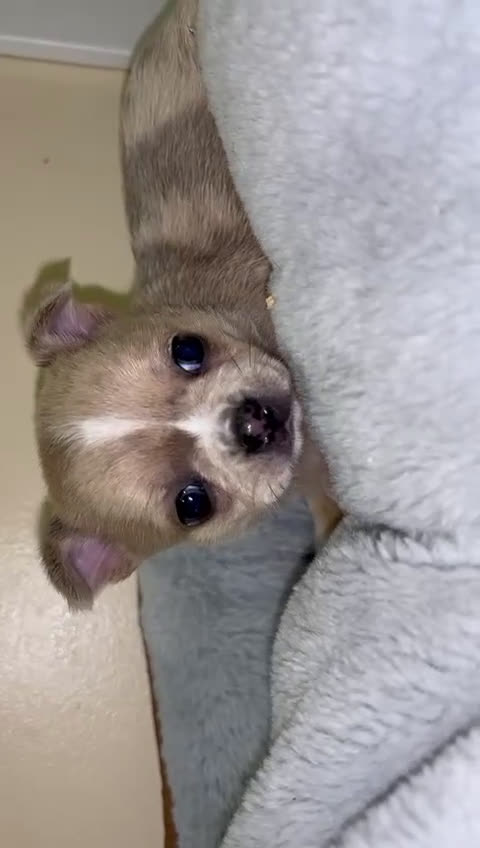 Chihuahua perros en venta: Chihuahua toy macho - Video 1