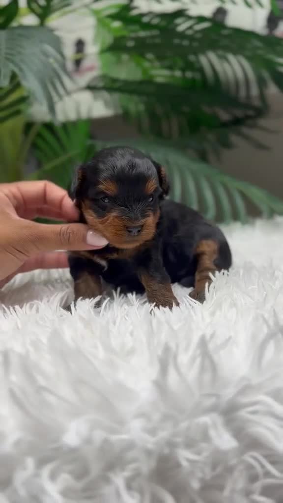 Maltipoo perros en venta: MALTIPOO  - Video 3