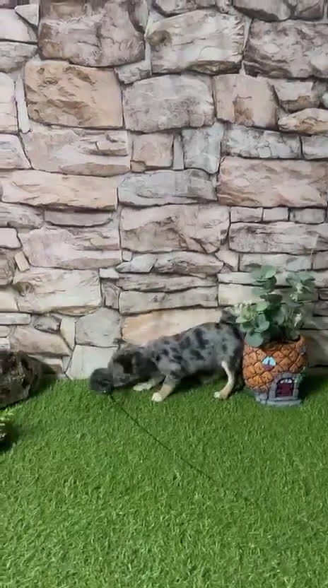 Chihuahua perros en venta: CHIHUAHUA TOY MERLÉ EXÓTICO - Video 1