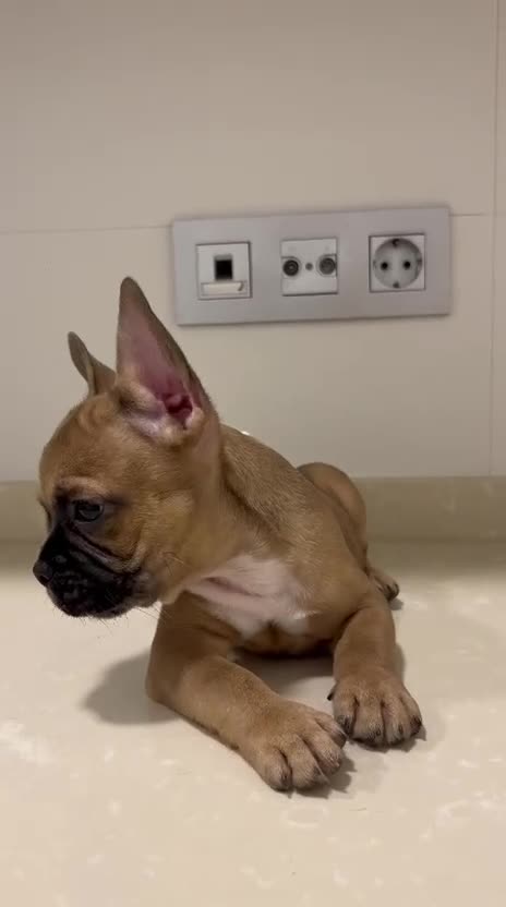 Bulldog Francés perros en venta: Cachorros de bulldog francés  - Video 3