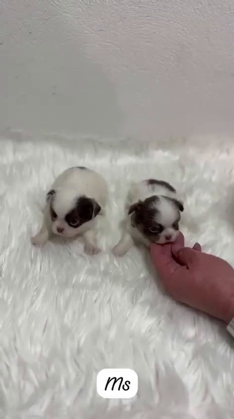Chihuahua perros en venta: CHIHUAHUA MINI TOY PELO LARGO  - Video 1