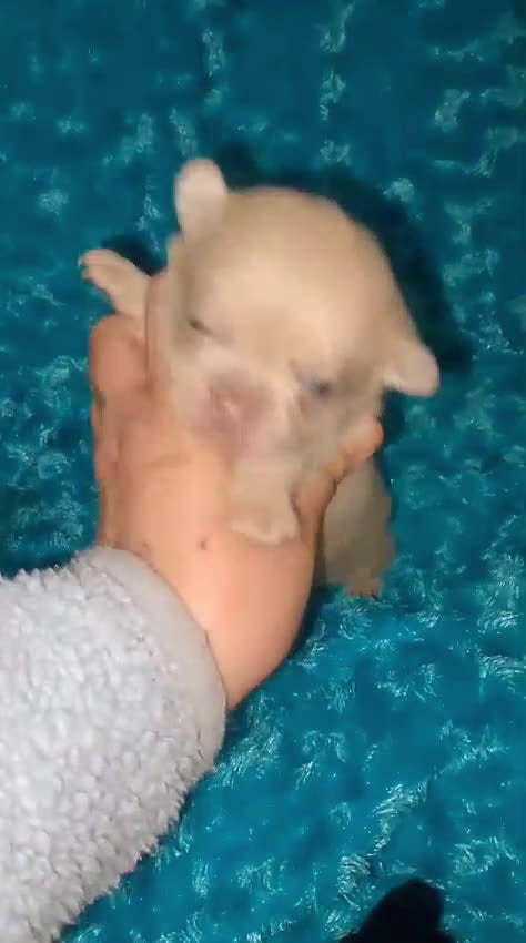 Chihuahua perros en venta: lilac con ojos grises y negros tricolor  - Video 4