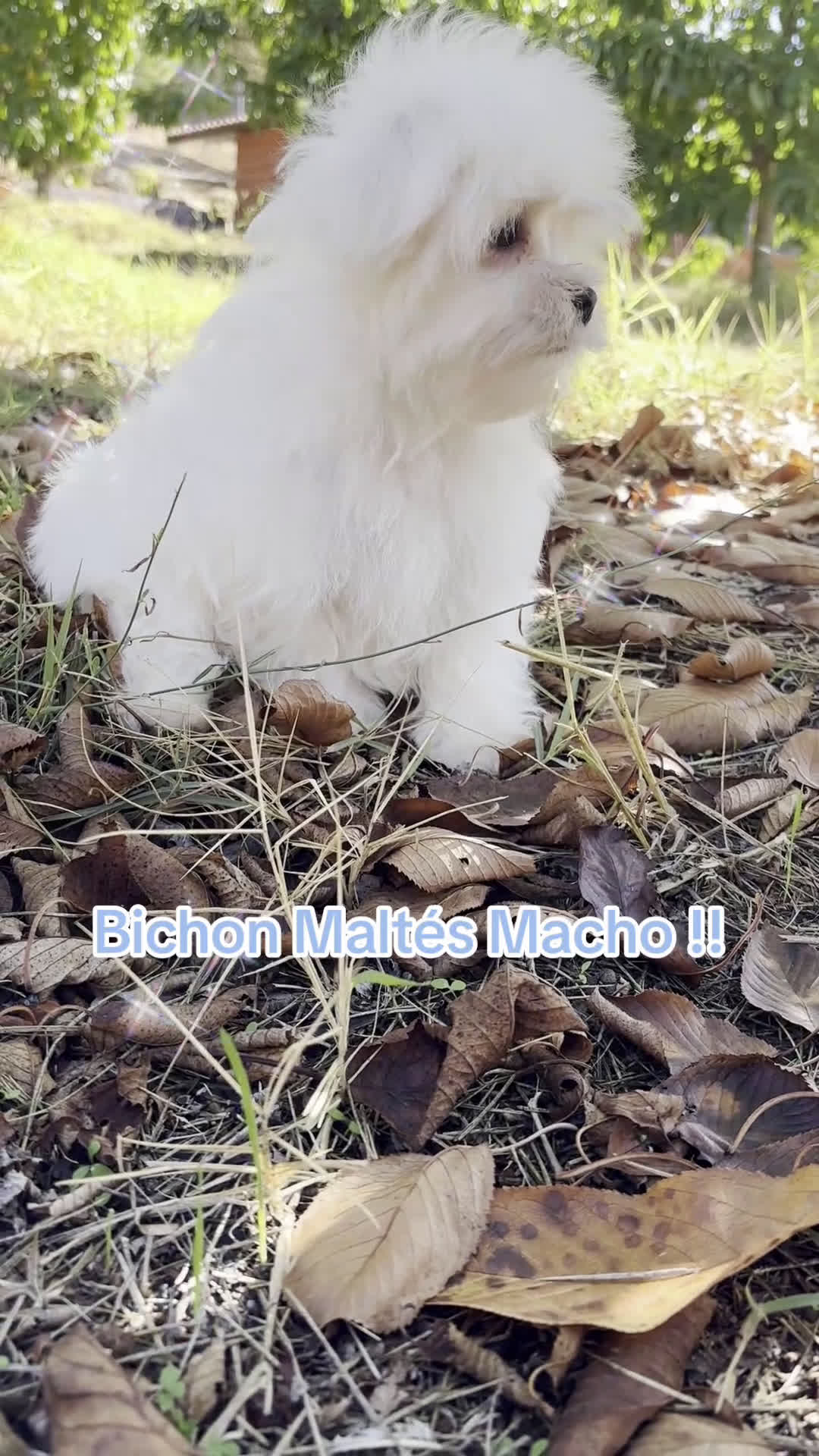 Bichón Maltés perros en venta: Bichon maltés toy listo para entregar  - Video 1
