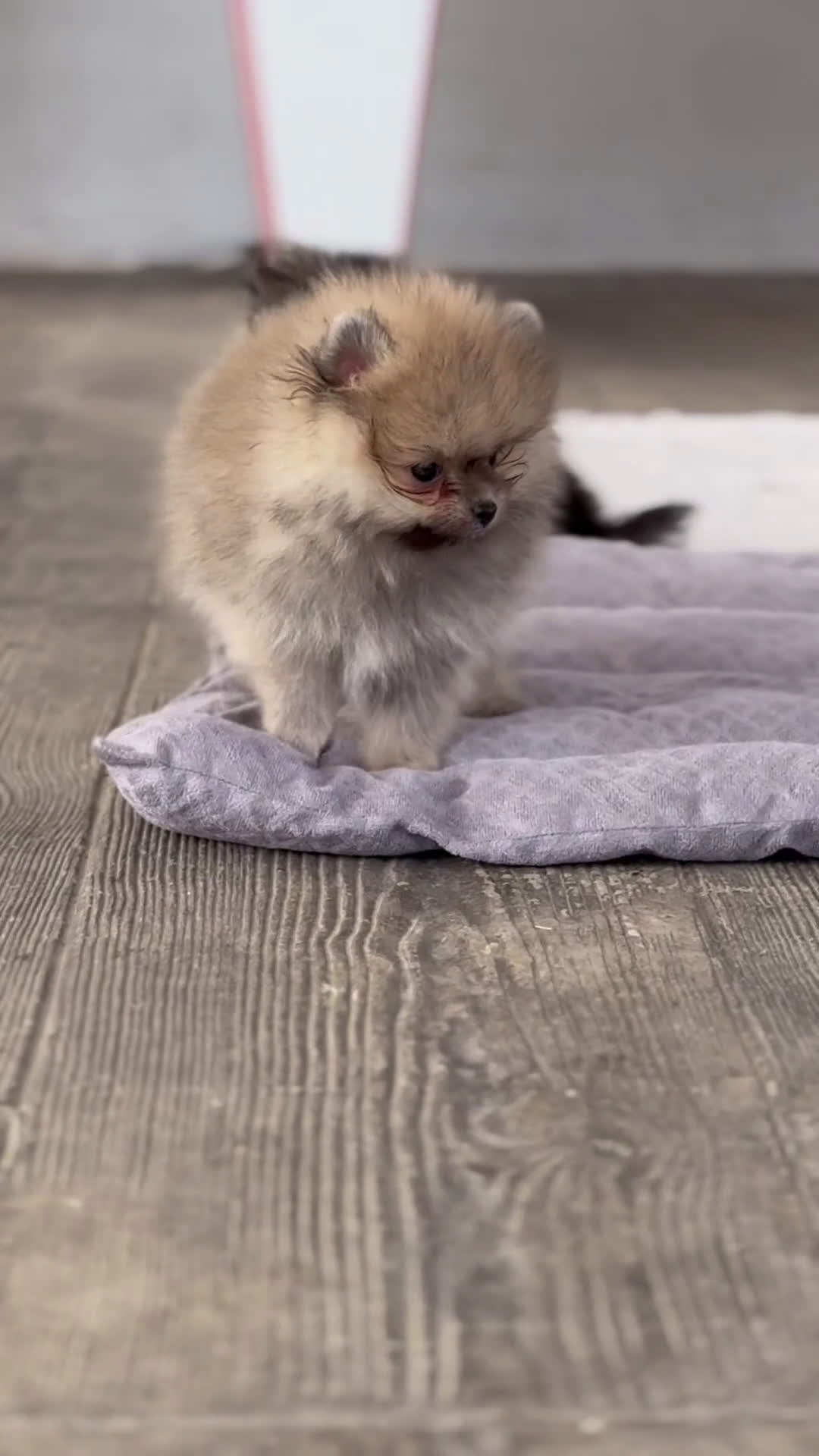 Pomerania perros en venta: ✨ Cuatro Pomeranias únicos buscan hogar ✨ - Video 2