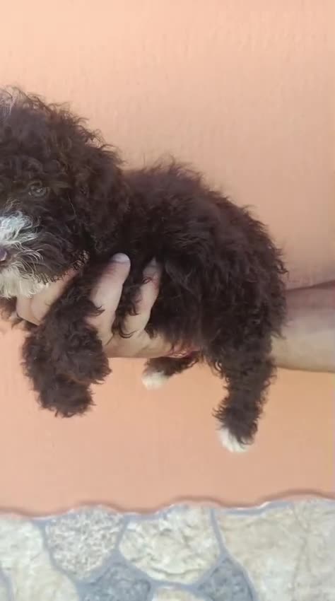 Perro de Agua Español perros en venta: Perros de agua disponible 🐶🐾 en Cádiz - Video 1