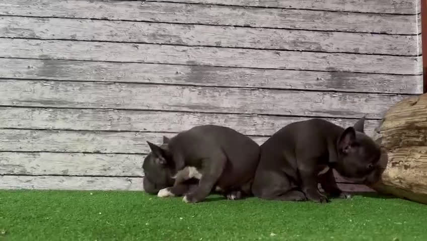 Bulldog Francés perros en venta: Venta de bulldog francés hembra blue - Video 1