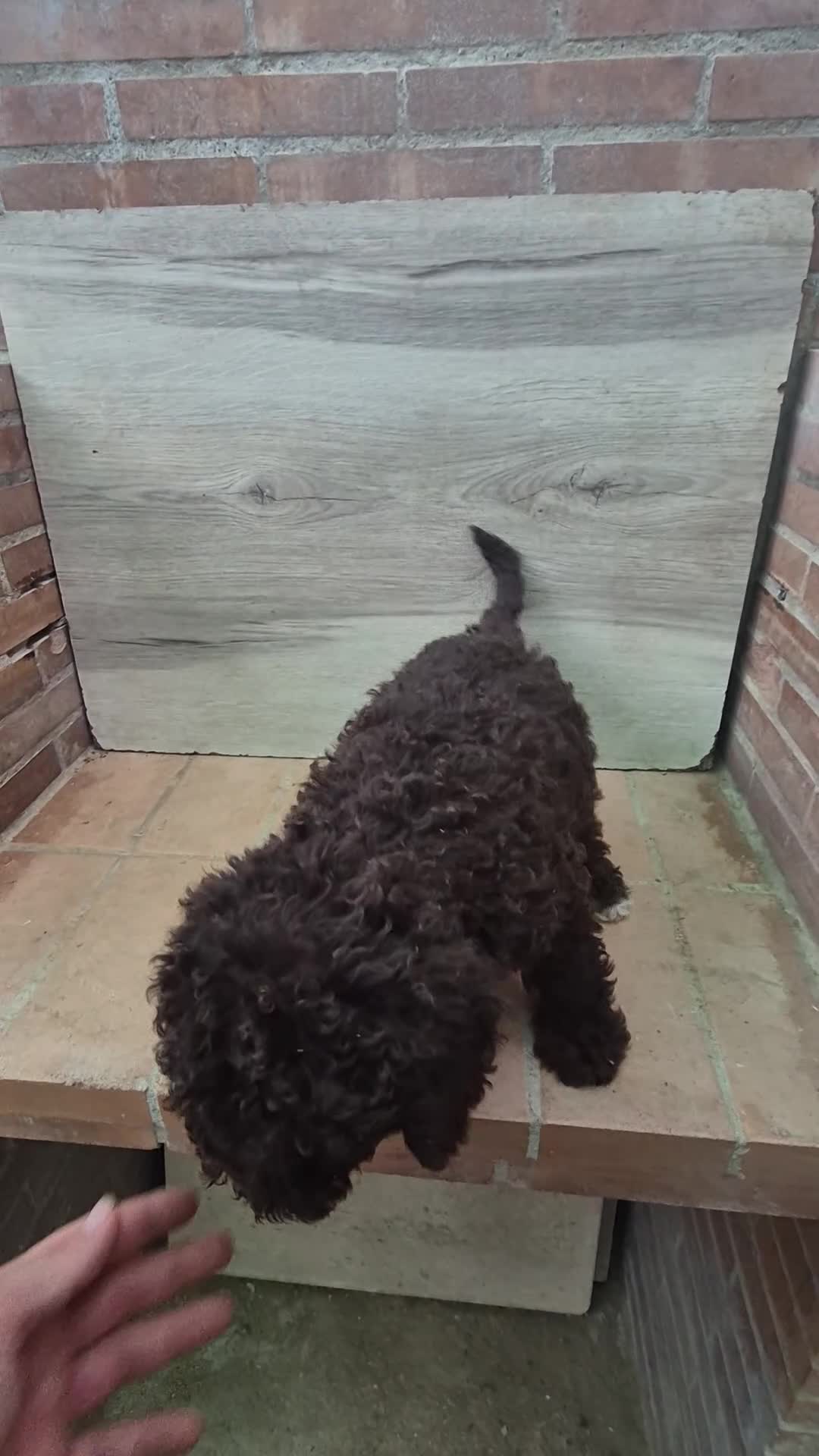 Perro de Agua Español perros en venta: Perro de agua chocolate hembras  - Video 3