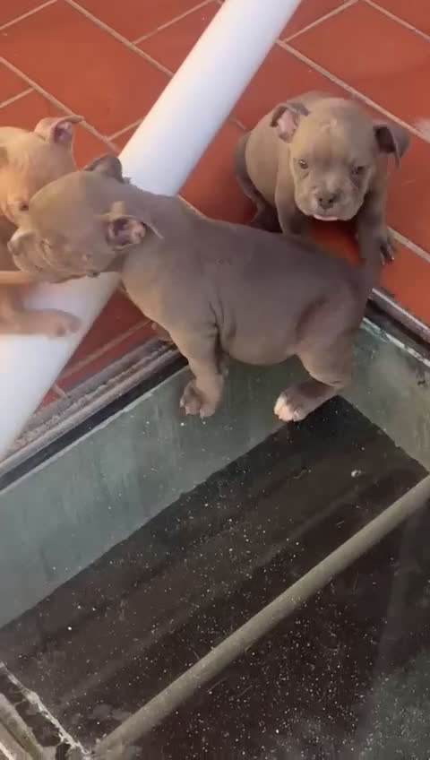 American Bully perros en venta: American Bully Macho - Video 2