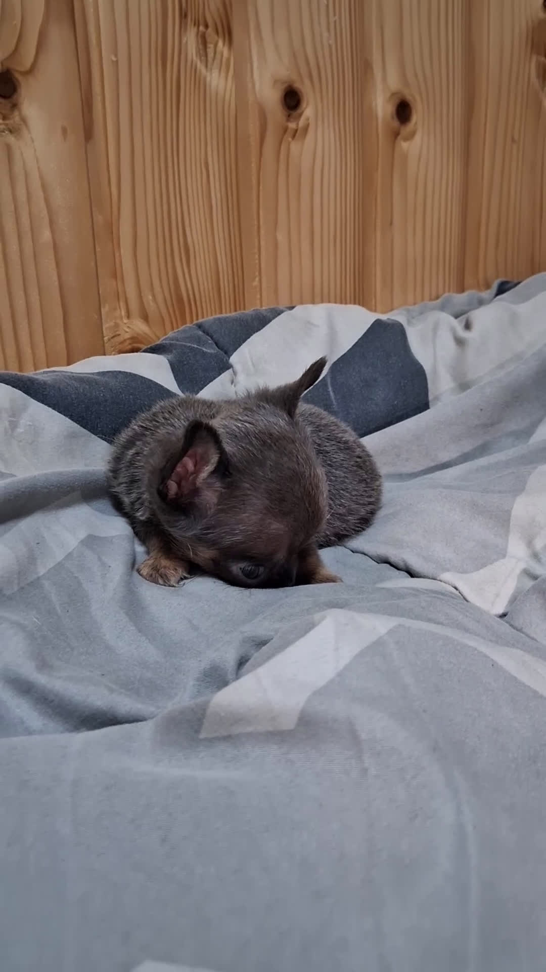 Chihuahua perros en venta: Chihuahua  - Video 2