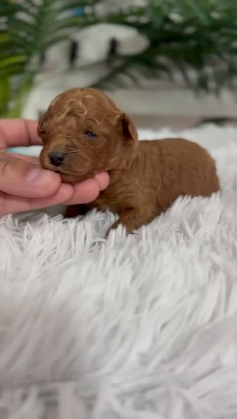 Caniche Toy perros en venta: CANICHE TOY - Video 1