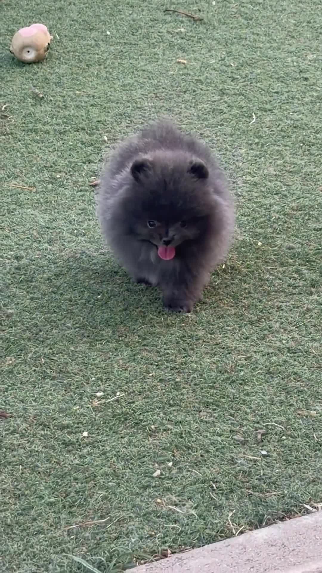 Pomerania perros en venta: Pomeranias exclusivos / alta selección  - Video 2