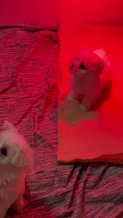 Bichón Maltés perros en venta: Bichón maltes miniatura  - Video 1